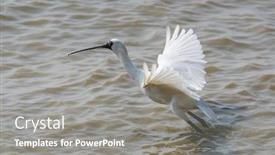  Presentation with waterland - Amazing presentation design having black-faced-spoonbill-at-waterland backdrop and a gray colored foreground