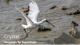  Presentation with waterland - Audience pleasing presentation design consisting of black-faced-spoonbill-at-waterland backdrop and a gray colored foreground
