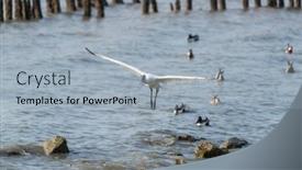 Presentation with waterland - Slide set with black-faced-spoonbill-at-waterland background and a light blue colored foreground