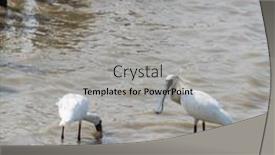  Presentation with waterland - PPT theme having black-faced-spoonbill-at-waterland background and a light gray colored foreground