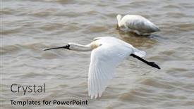  Presentation with waterland - Audience pleasing slide set consisting of black-faced-spoonbill-at-waterland backdrop and a light gray colored foreground