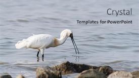  Presentation with waterland - Presentation design featuring black-faced-spoonbill-at-waterland background and a light gray colored foreground