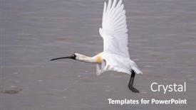  Presentation with waterland - Amazing slides having black-faced-spoonbill-at-waterland backdrop and a gray colored foreground