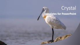  Presentation with waterland - Audience pleasing slides consisting of black-faced-spoonbill-at-waterland backdrop and a light blue colored foreground