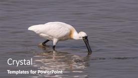  Presentation with waterland - Theme featuring black-faced-spoonbill-at-waterland background and a gray colored foreground