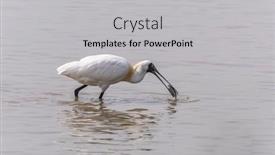  Presentation with waterland - Slides enhanced with black-faced-spoonbill-at-waterland background and a light gray colored foreground