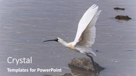  Presentation with waterland - Amazing theme having black-faced-spoonbill-at-waterland backdrop and a gray colored foreground