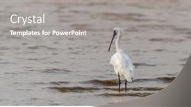  Presentation with waterland - Presentation design having black-faced-spoonbill-at-waterland background and a gray colored foreground