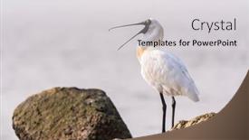  Presentation with waterland - Audience pleasing presentation theme consisting of black-faced-spoonbill-at-waterland backdrop and a  colored foreground