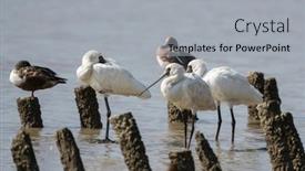  Presentation with waterland - Presentation theme with black-faced-spoonbill-at-waterland background and a light gray colored foreground