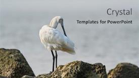  Presentation with waterland - Presentation with black-faced-spoonbill-at-waterland background and a light gray colored foreground