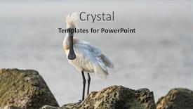  Presentation with waterland - PPT layouts consisting of black-faced-spoonbill-at-waterland background and a light gray colored foreground