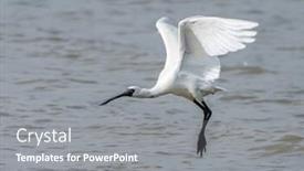  Presentation with waterland - Presentation design with black-faced-spoonbill-in-waterland background and a gray colored foreground