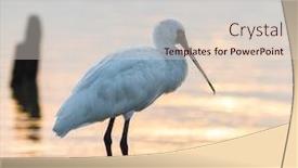  Presentation with waterland - Presentation theme enhanced with black-faced-spoonbill-in-waterland background and a  colored foreground