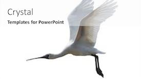  Presentation with black - Audience pleasing slide deck consisting of black-faced-spoonbill-isolated backdrop and a white colored foreground