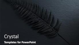  Presentation with fern - Slide set having black-fern-leaf-on-black background and a black colored foreground
