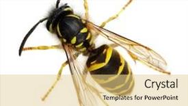  Presentation with octopus on isolated white - Audience pleasing PPT theme consisting of black flies - wasp isolated on white background backdrop and a lemonade colored foreground