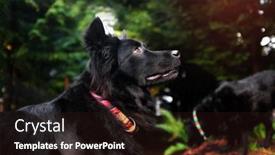  Presentation with rescue - Slide set enhanced with black-fluffy-rescue-dog background and a wine colored foreground