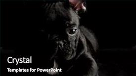  Presentation with kevlar black - Slides enhanced with black french bulldog laying down background and a black colored foreground