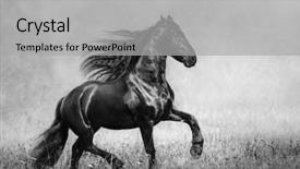  Presentation with stallion - Audience pleasing PPT theme consisting of black frisian stallion backdrop and a light gray colored foreground