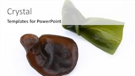  Presentation with fungus - Presentation design enhanced with black-fungus-and-kelp background and a white colored foreground