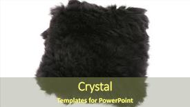  Presentation with agriculture black and white cow - Amazing theme having black fur scarf isolated backdrop and a tawny brown colored foreground