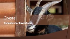  Presentation with zoo - Colorful presentation theme enhanced with black goat in zoo summer day backdrop and a tawny brown colored foreground