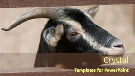 Presentation with zoo - Slides with black goat in zoo background and a tawny brown colored foreground