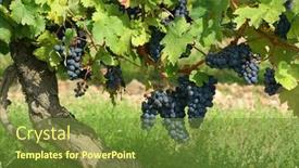  Presentation with winery - Cool new presentation with  backdrop and a  colored foreground