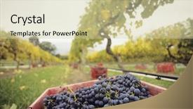  Presentation with vineyard - Presentation theme consisting of vineyard yarra valley victoria australia background and a soft green colored foreground