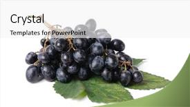  Presentation with grape vine black grapes - Amazing PPT layouts having black grapes with leaf isolated on white background backdrop and a white colored foreground