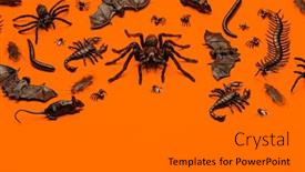  Presentation with creepy crawly - Slides having black halloween creepy crawly bugs background and a gray colored foreground