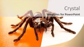  Presentation with spider - Colorful PPT layouts enhanced with black halloween spider on orange and white background with blank space for text or image backdrop and a lemonade colored foreground