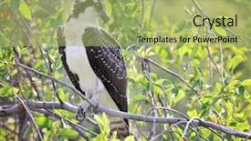  Presentation with pair eyes looking down - Presentation with black hawk donw - osprey sitting on a branch background and a mint green colored foreground