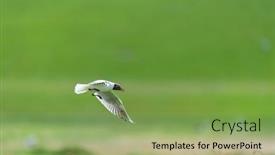  Presentation with black - Presentation theme with black-headed-gull-above-rumex background and a seafoam green colored foreground