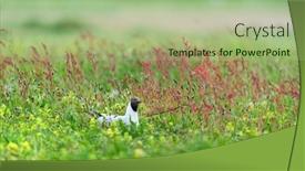  Presentation with breeding - Presentation consisting of black-headed-gull-breeding-between background and a mint green colored foreground