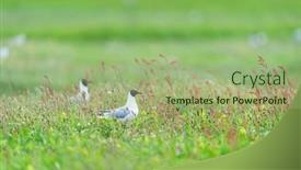  Presentation with breeding - Slide deck with black-headed-gull-breeding-rumex background and a mint green colored foreground