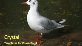  Presentation with wild birds black capped chickadee - Beautiful theme featuring black-headed gull chroicocephalus ridibundus in winter plumage wild life animal backdrop and a tawny brown colored foreground