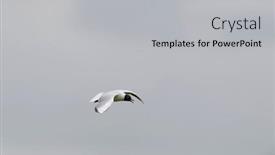  Presentation with air - PPT theme enhanced with black-headed-gull-flying background and a light gray colored foreground