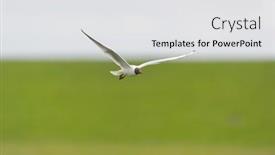  Presentation with air - PPT theme having black-headed-gull-flying background and a white colored foreground