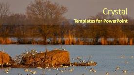  Presentation with czech republic - Slide set having black-headed-gull-jaroslavice-pond background and a violet colored foreground