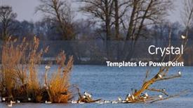  Presentation with czech republic - Presentation having black-headed-gull-jaroslavice-pond background and a ocean colored foreground
