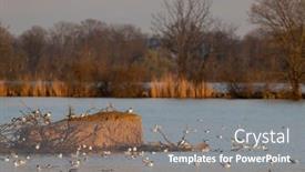  Presentation with czech republic - PPT layouts having black-headed-gull-jaroslavice-pond background and a  colored foreground