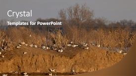  Presentation with pond - Presentation theme having black-headed-gull-jaroslavice-pond background and a  colored foreground