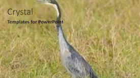  Presentation with scientific - Audience pleasing slide set consisting of black-headed-heron-scientific-name backdrop and a yellow colored foreground