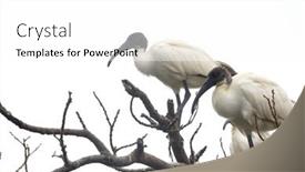  Presentation with olive tree branch ripe - Slide deck enhanced with black-headed-ibis-on-tree background and a white colored foreground