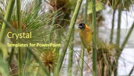  Presentation with predators - Theme consisting of black-headed-weaver-bird-community background and a  colored foreground
