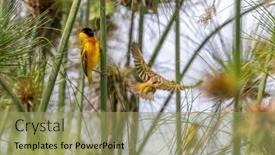  Presentation with predators - Slides enhanced with black-headed-weaver-bird-community background and a  colored foreground
