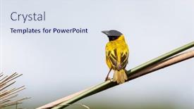  Presentation with predators - Presentation design having black-headed-weaver-bird-community background and a  colored foreground