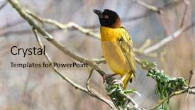  Presentation with twinkling stars art black - Colorful slide set enhanced with black-headed weaver bird start backdrop and a coral colored foreground